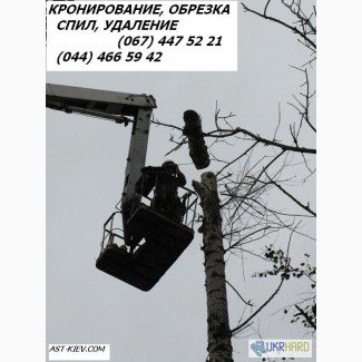 Удаление деревьев Киев 466 59 42 Спил деревьев Киев. Корчевание пней.