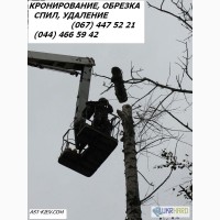 Удаление деревьев Киев 466 59 42 Спил деревьев Киев. Корчевание пней.