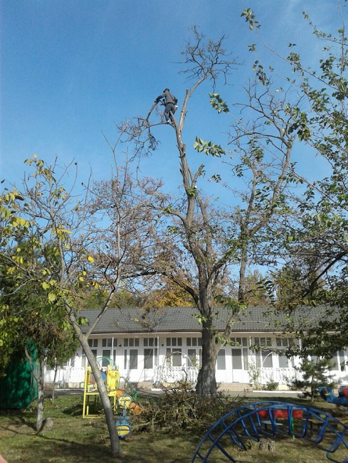 Фото 2. Спилим дерево любой сложности в Одессе. На 100% аккуратно