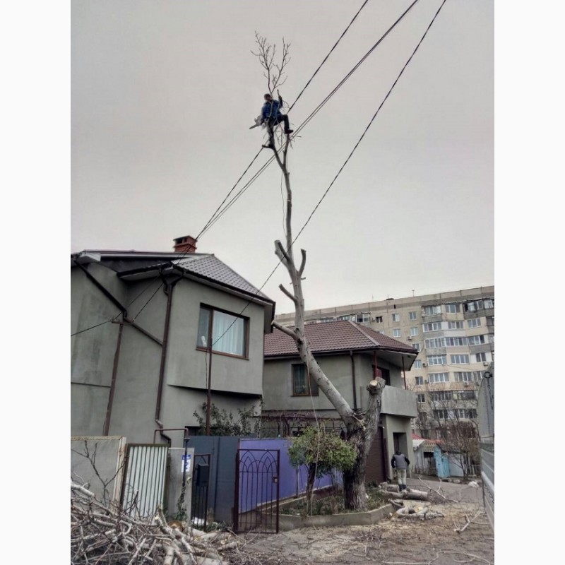 Фото 3. Спилим дерево любой сложности в Одессе. На 100% аккуратно