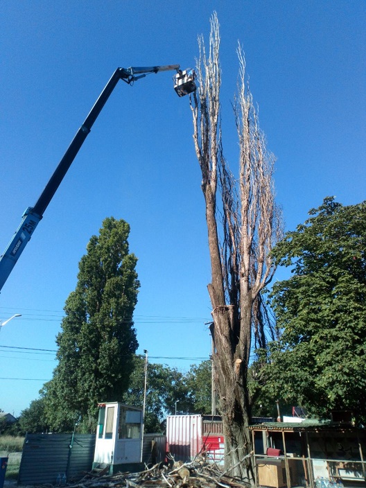 Фото 4. Спилим дерево любой сложности в Одессе. На 100% аккуратно