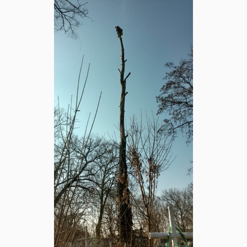 Фото 5. Спилим дерево любой сложности в Одессе. На 100% аккуратно