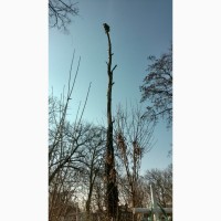 Спилим дерево любой сложности в Одессе. На 100% аккуратно