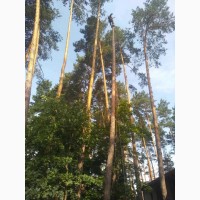 Професійний спил дерев у Києві та Київській області