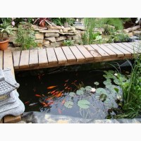 Консультации по пруду с рыбками, карпы кои, водные растения, садовый водоем