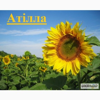 Продамо посівний матеріал соняшнику Аттіла