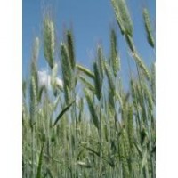 Озиме жито ПАМ#039; ЯТЬ ХУДОЄРКА, Єліта, 50 кг
