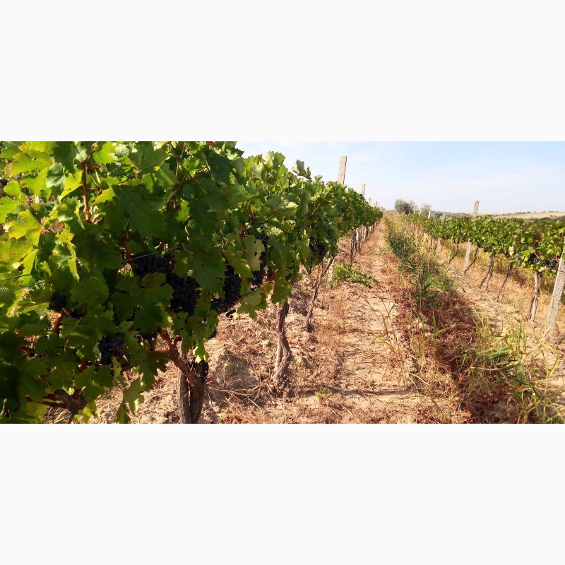 Фото 10. Продам виноград Каберне-Совиньон, Вино материал