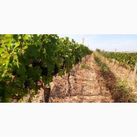 Продам виноград Каберне-Совиньон, Вино материал