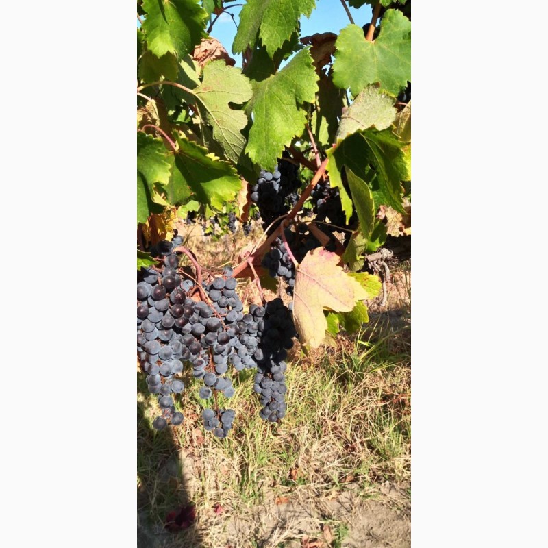 Фото 11. Продам виноград Каберне-Совиньон, Вино материал