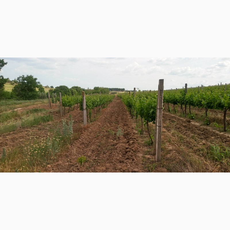 Фото 12. Продам виноград Каберне-Совиньон, Вино материал