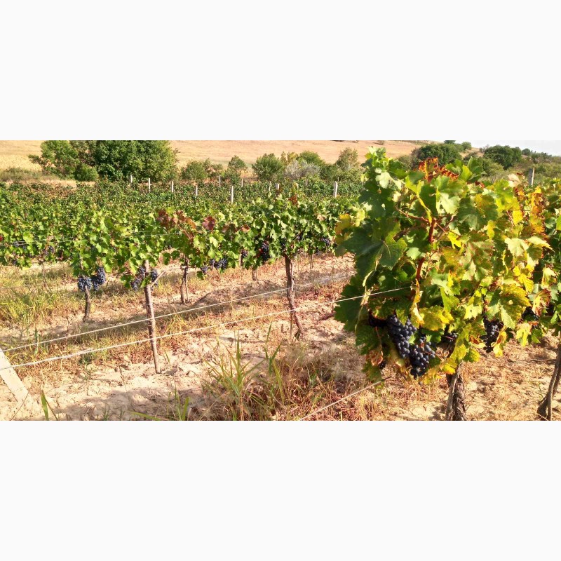 Фото 13. Продам виноград Каберне-Совиньон, Вино материал