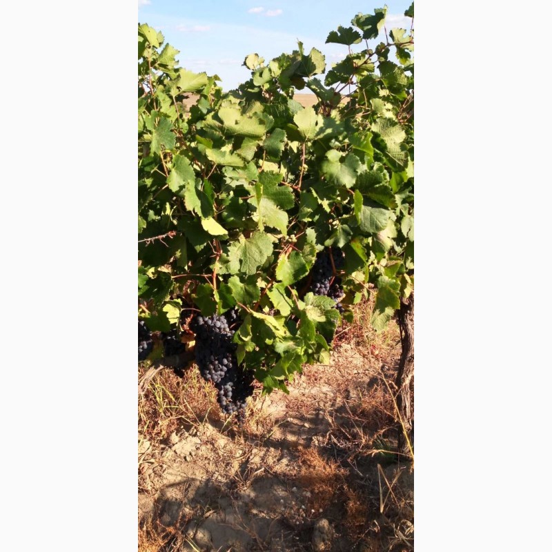 Фото 15. Продам виноград Каберне-Совиньон, Вино материал