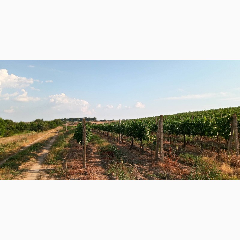 Фото 16. Продам виноград Каберне-Совиньон, Вино материал