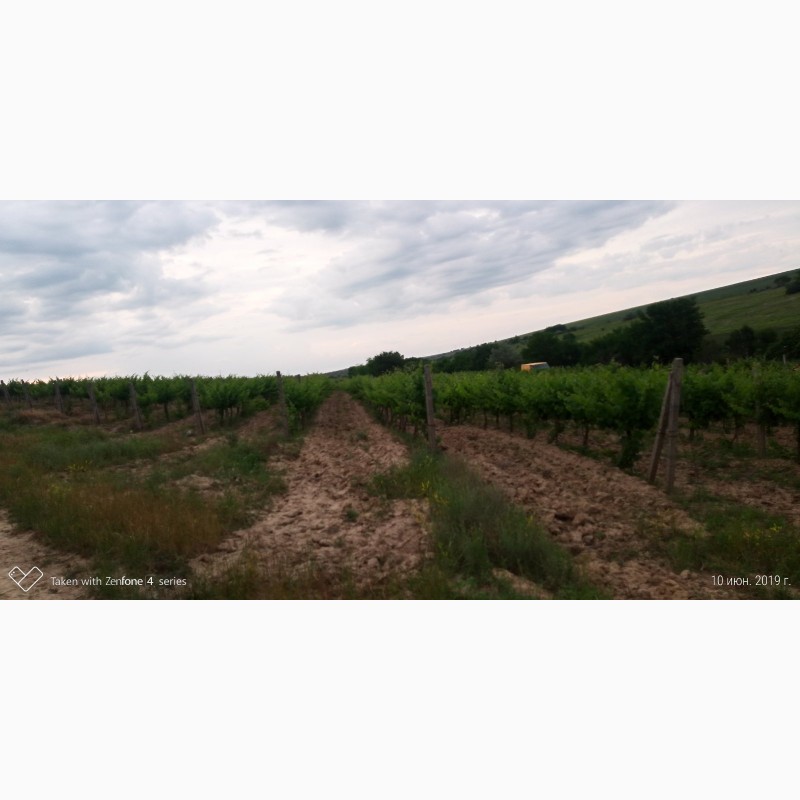 Фото 2. Продам виноград Каберне-Совиньон, Вино материал
