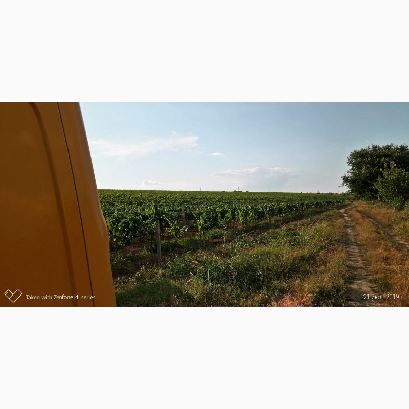 Фото 4. Продам виноград Каберне-Совиньон, Вино материал
