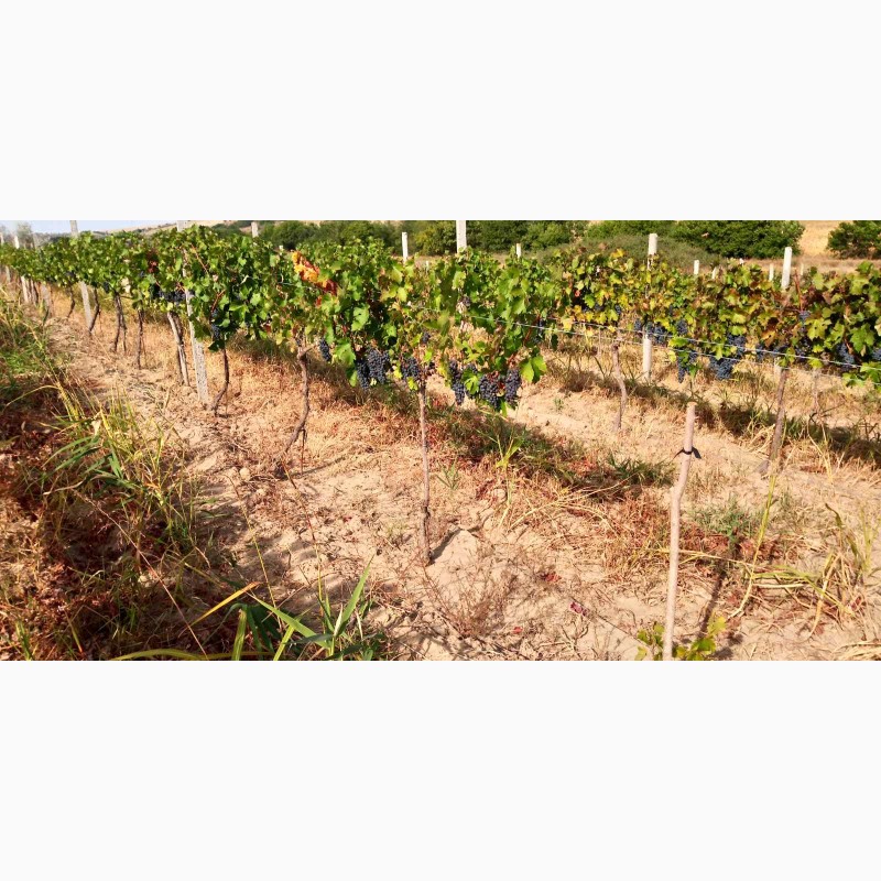 Фото 5. Продам виноград Каберне-Совиньон, Вино материал