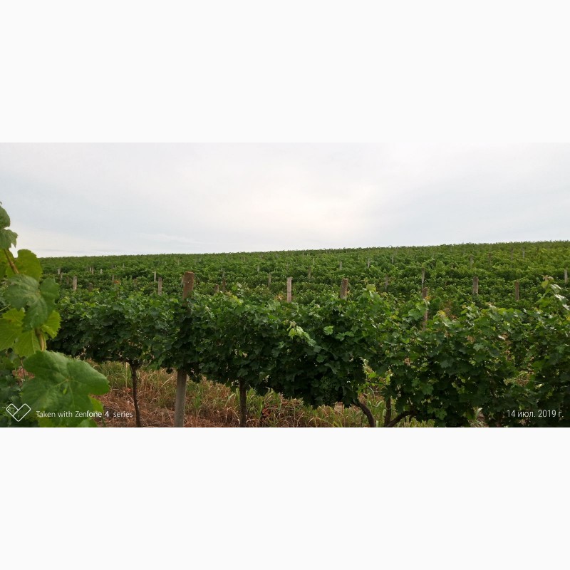 Фото 6. Продам виноград Каберне-Совиньон, Вино материал