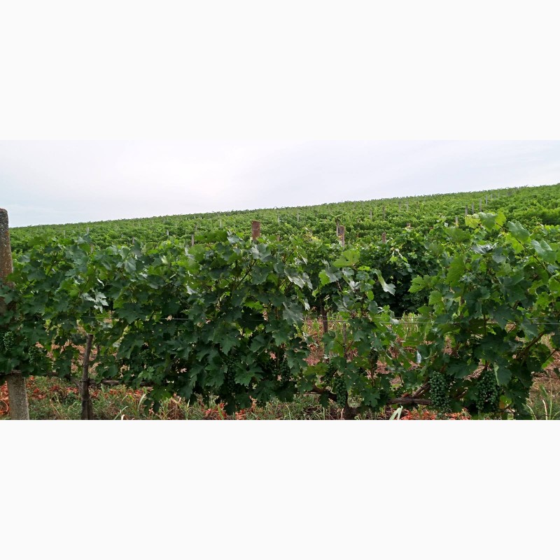 Фото 7. Продам виноград Каберне-Совиньон, Вино материал