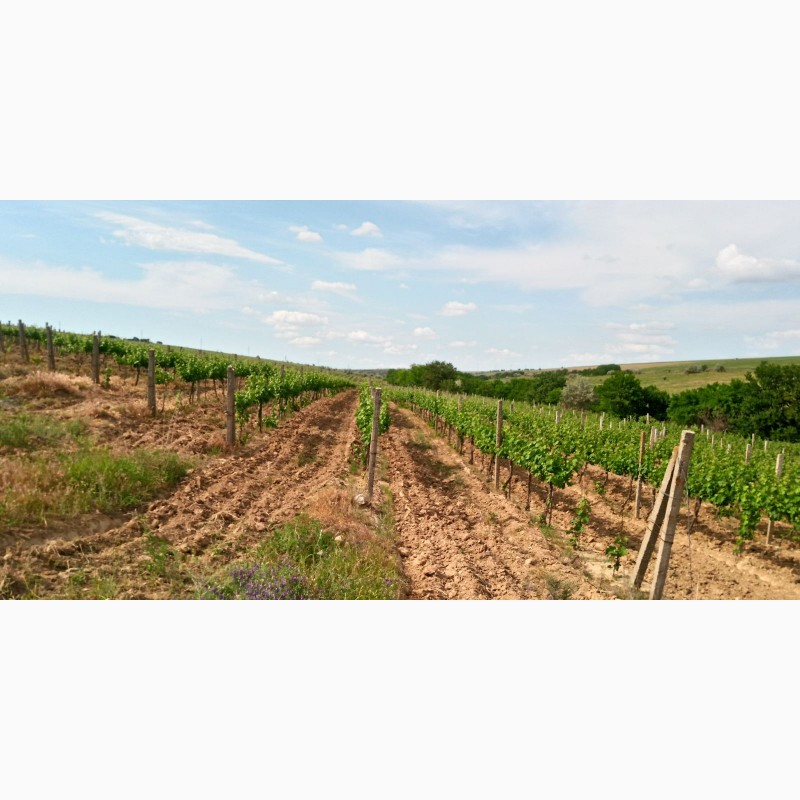 Фото 8. Продам виноград Каберне-Совиньон, Вино материал