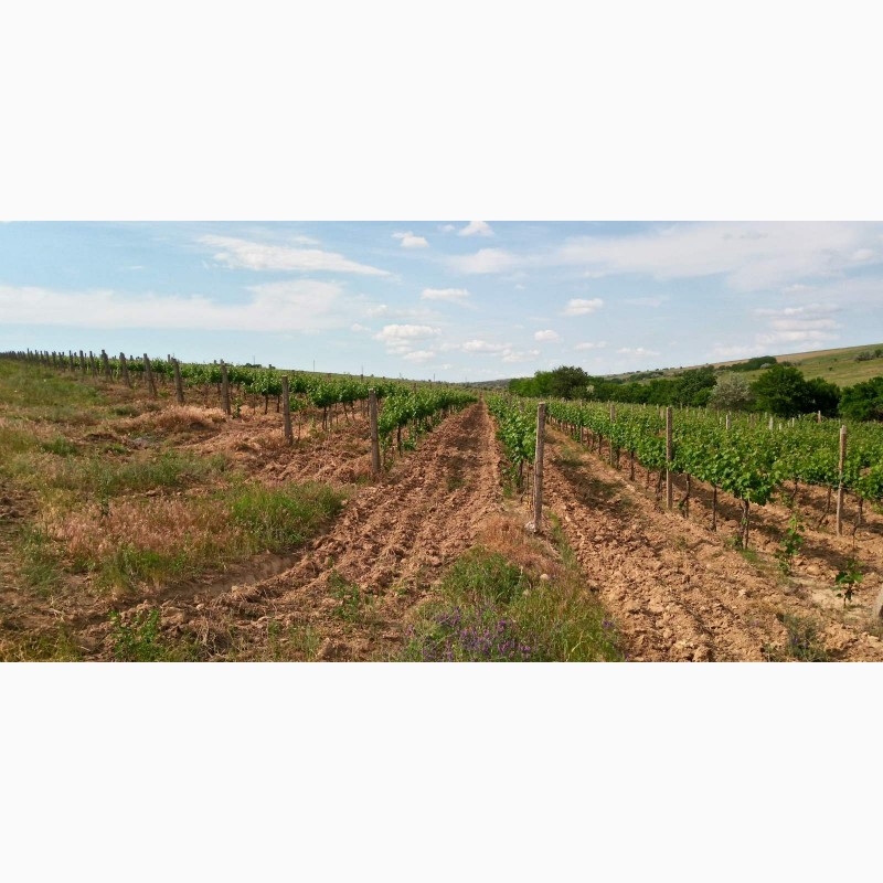 Фото 9. Продам виноград Каберне-Совиньон, Вино материал