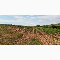 Продам виноград Каберне-Совиньон, Вино материал