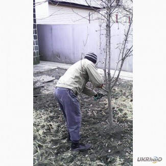 Подрезка фруктовых деревьев в Донецке
