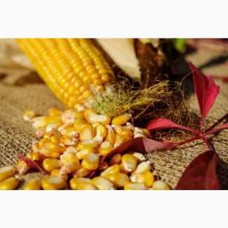 Толерантний до посушливих умов гібрид кукурудзи ЯНІС(ФАО 270)
